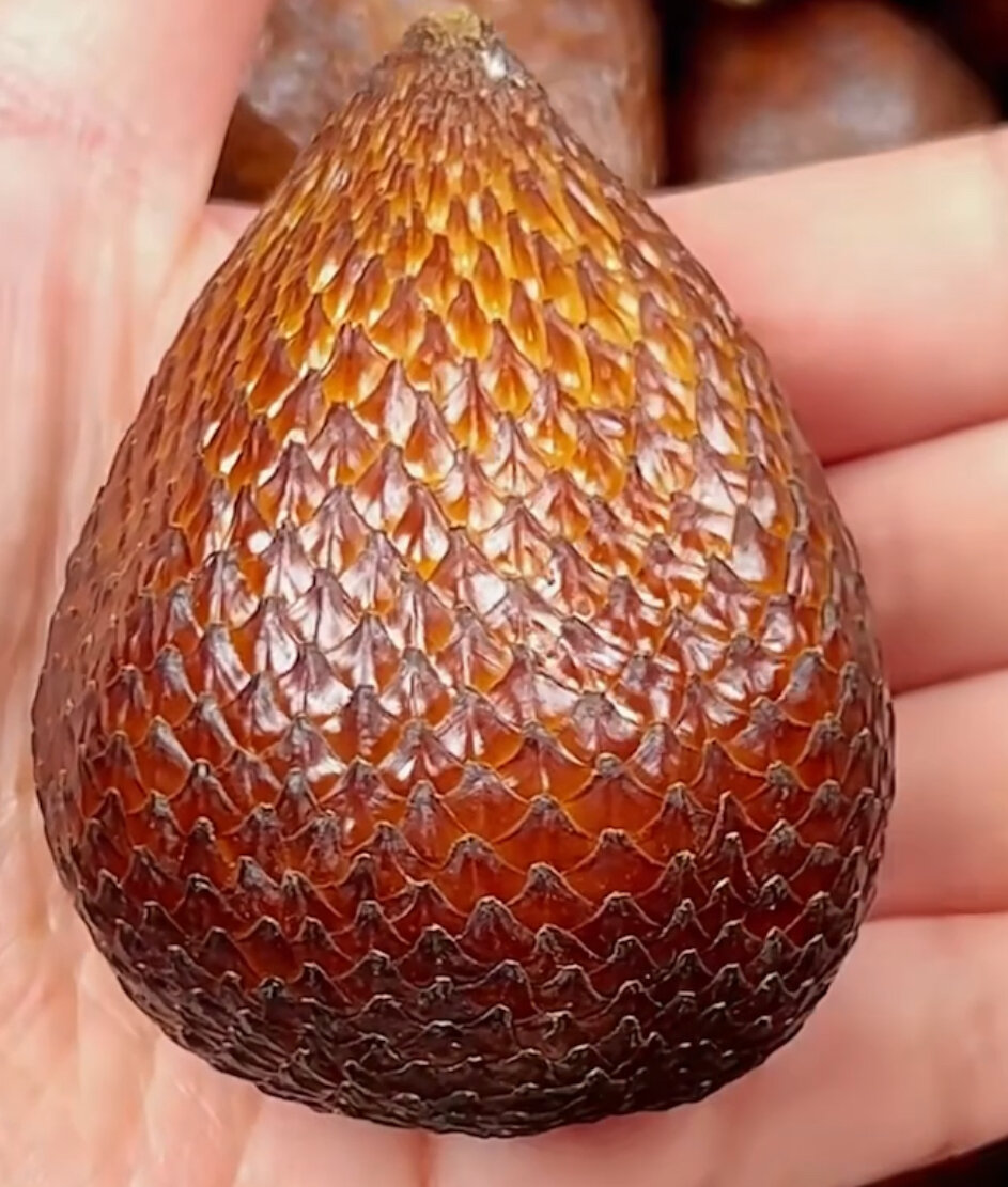 Как должен выглядеть змеиный фрукт File:Salak fruits Salacca  Wikipedia