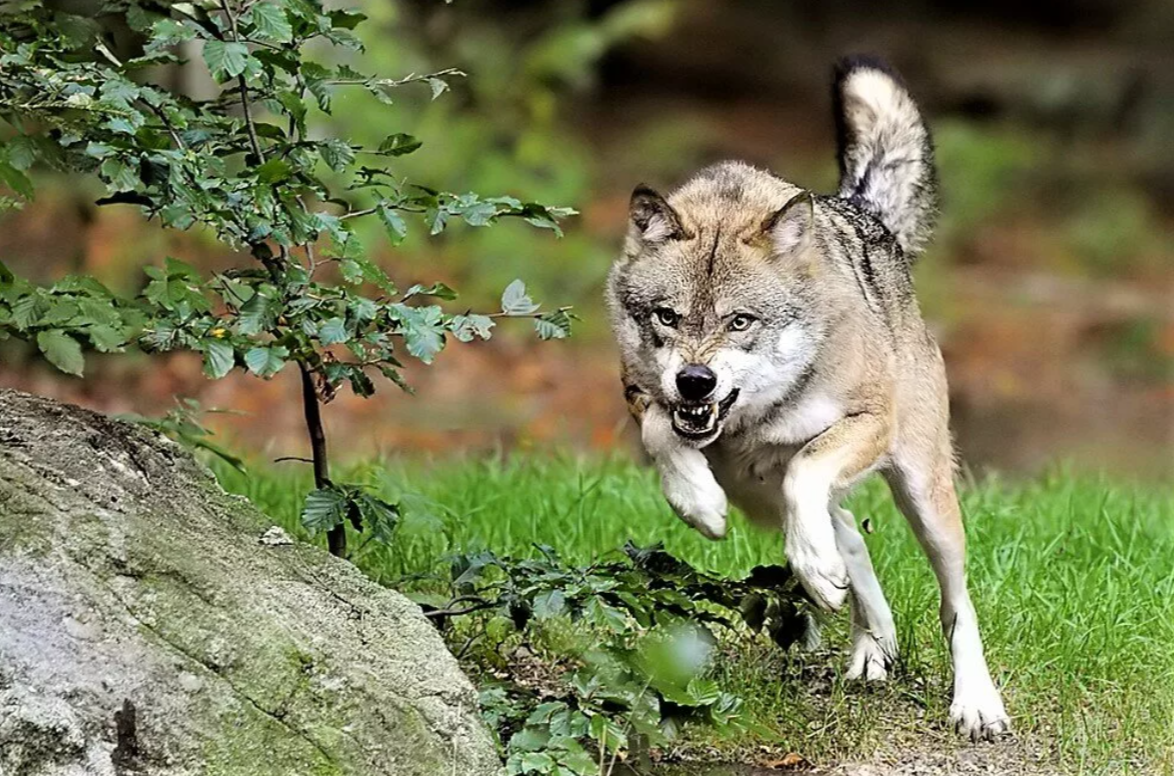 Wolf stress. Волк. Волк в прыжке. Бегущая с волками. Волк в лесу.