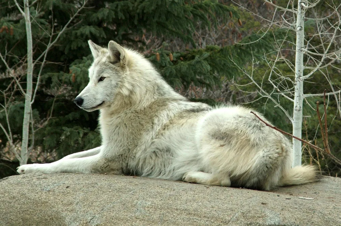 Какие волки крупнее. Макензийский Равнинный волк. Волк великих равнин. Волки великих равнин США. Canis Lupus nubilus.