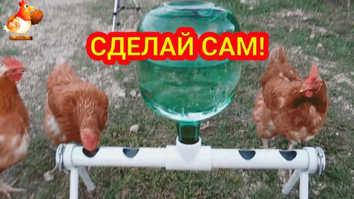 Поилка курам из бутыли и трубы ПВХ 💦 сделай сам своими руками и порадуй несушек ❗