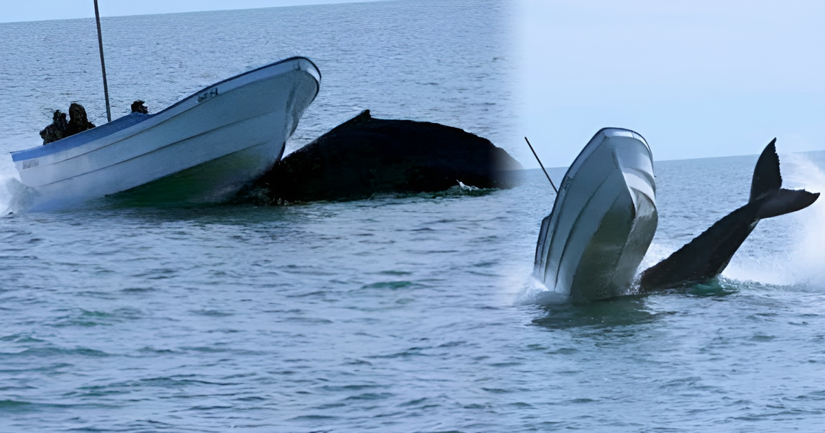 Нападение косатки на рыбаков, фото очевидцев.