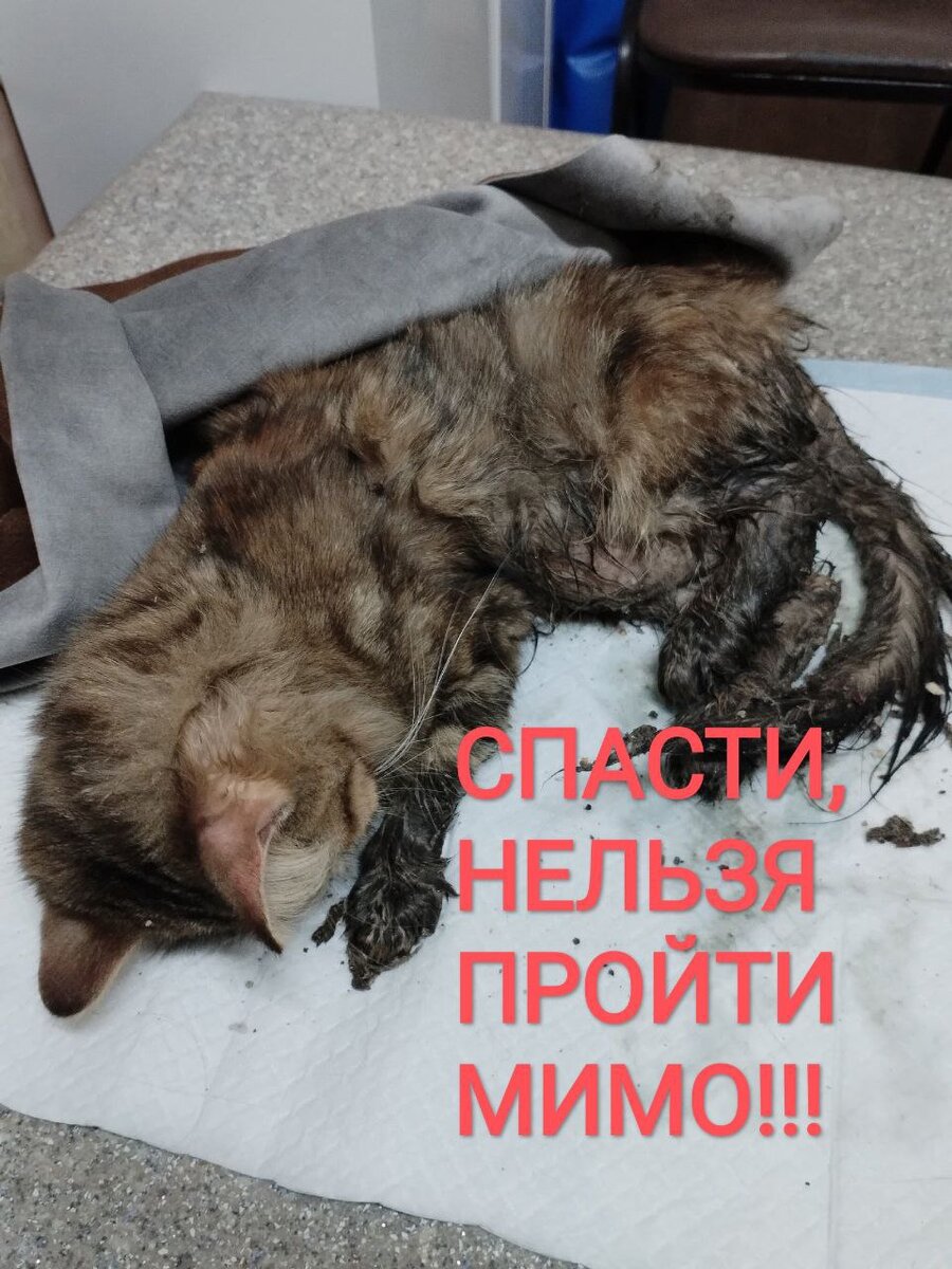 🆘 СПАСТИ, НЕЛЬЗЯ ПРОЙТИ МИМО! 🆘 СПАСТИ НЕЛЬЗЯ, ПРОЙТИ МИМО!ГДЕ ПОСТАВИТЬ  ЗАПЯТУЮ КАЖДЫЙ ИЗ НАС РЕШАЕТ САМ, А МЫ РЕШИЛИ СПАСАТЬ‼️‼️‼️ | Мини-приют  