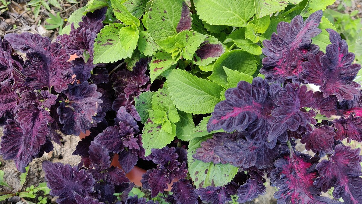 В одном большом кашпо посажено 5 растений