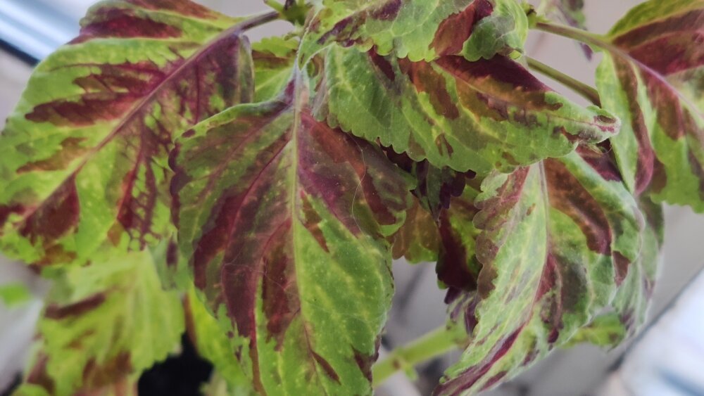 Этот колеус стоит на северном окне. Немного бледнее, чем на улице, но все равно окрас не потерял