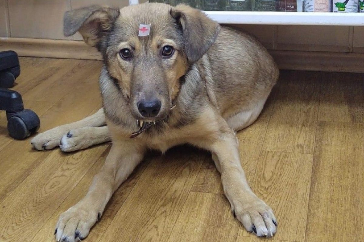    Пёс-медбрат и кошка-медсестра поселились на ветеринарной станции в Чите