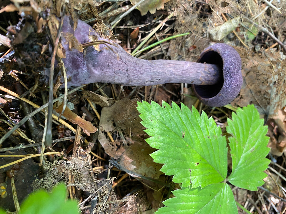 Остатки частного покрывало в виде желтоватых чешуек в верхней части ножки и на крае шляпки