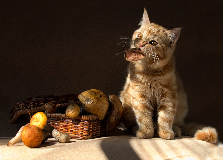 Котам можно картошку. Кошка и грибы. Кот ест. Котенок гриб. Кот ест грибы.