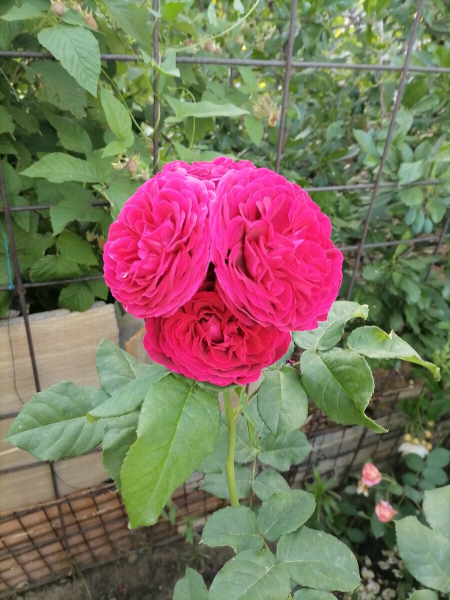 фото Натали