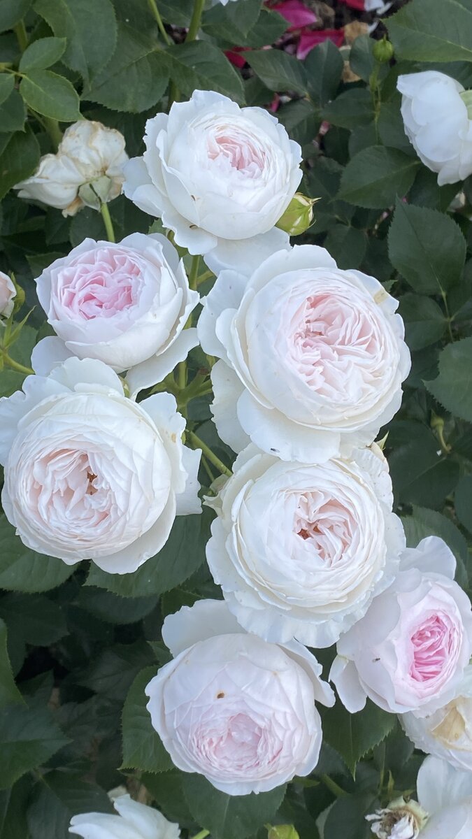 Герцогиня Кристиана, сама нежность, а аромат какой!