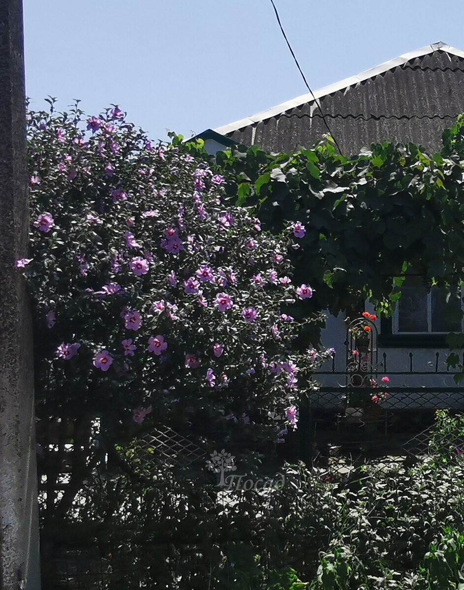 Гибискус в кубанской саду. 