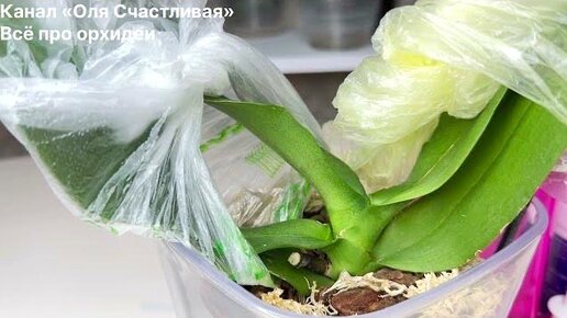 Restore TURGOR of orchid leaves in 3 days   Resuscitation of orchids  without turgor - YouTube