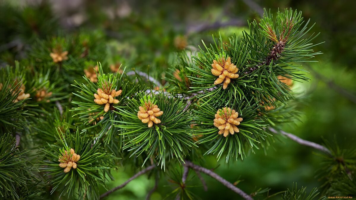 Уход за садом от Студии ART Story