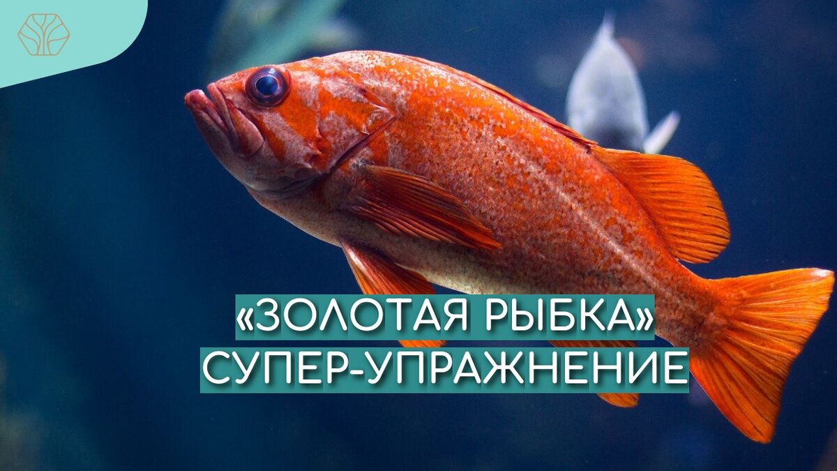 Профессор Ниши считал, что лечение нужно начинать с позвоночника и разработал это специальное упражнение «Золотая рыбка».  