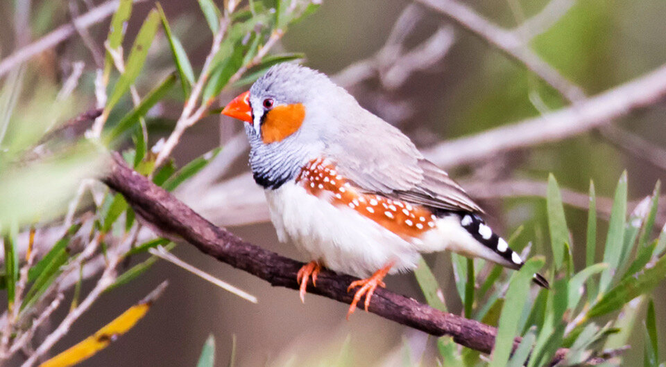   Jim Bendon / Wikimedia Commons / CC BY-SA 2.0