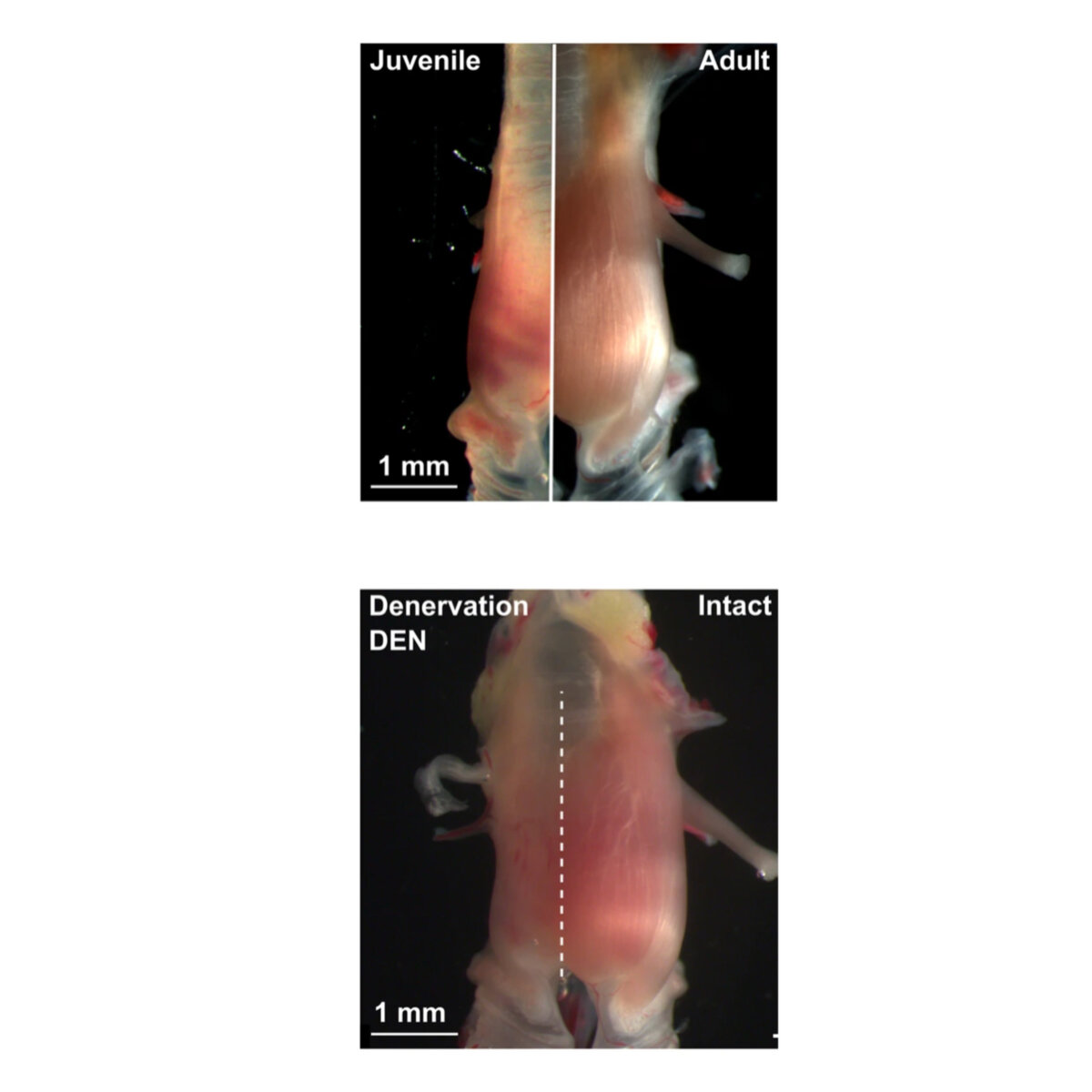   Iris Adam et al. / Nature Communications, 2023