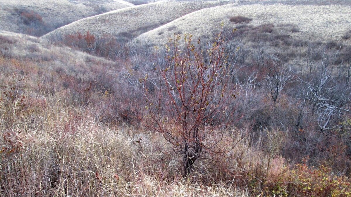вот, в таких местах вы обязательно встретите серую куропатку; на противоположном склоне хорошо видны заросли  чилиги  (фото моё; Волгоградская область)