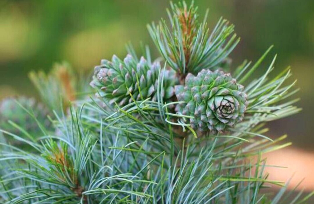 Фото взято с платформы Яндекс картинки 