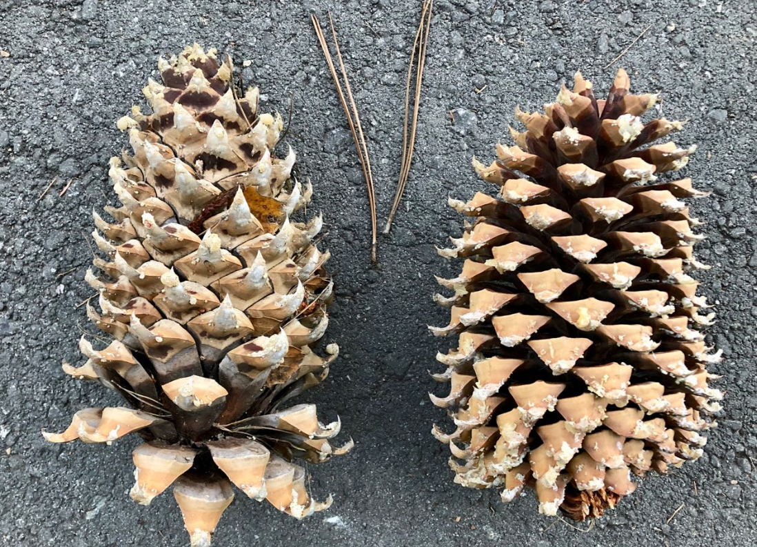 Секвойя шишки семена. Сосна Культера шишки. Pinus sabiniana. Секвойя дерево шишки. Купить семена хвойных