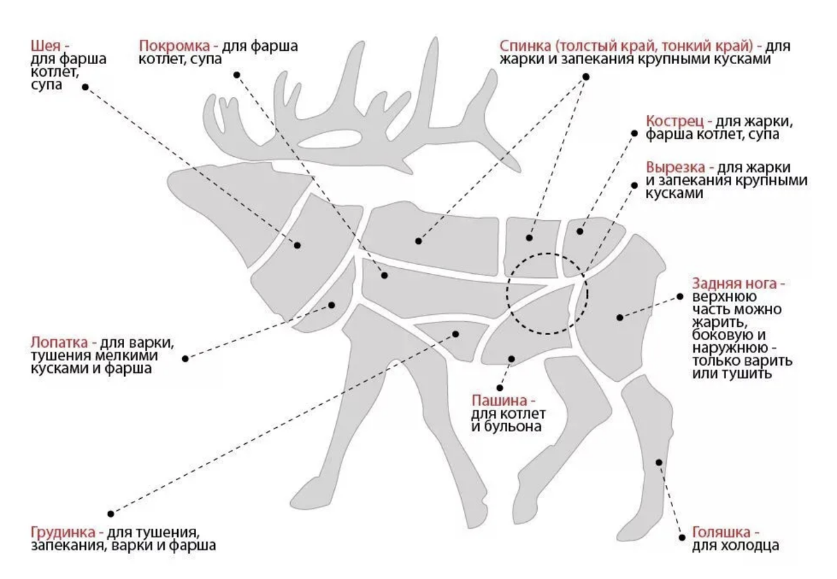 Какая часть лося. Лось схема разруба. Разделка туши оленя схема. Схема разделка лосятины. Схема разделки оленины.