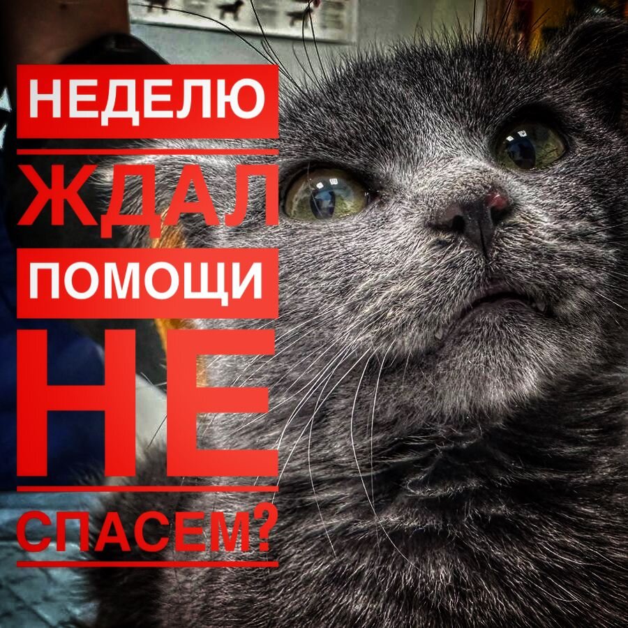 Котенок нуждается в помощи... Ресурсов у приюта НЕТ!