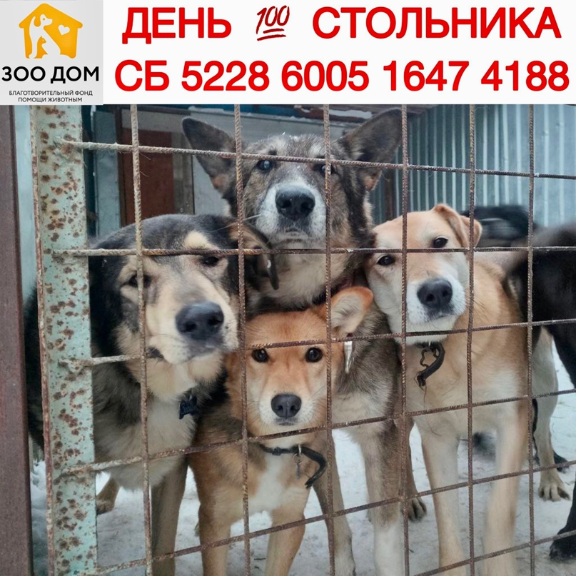 На фото Тина, Акита, Малышка Лина, Аврора в поиске куратора или дома.
