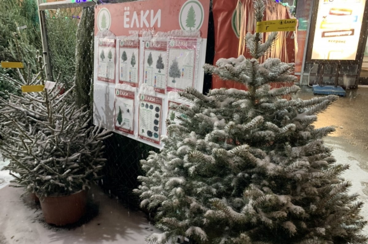    С 15 декабря в Тамбове заработали ёлочные базары