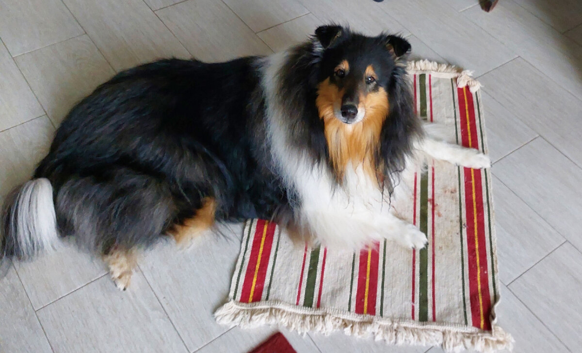 Ника на своём коврике для рыбы/костей. Уже съела рыбку и смотрит в надежде на добавку 😋