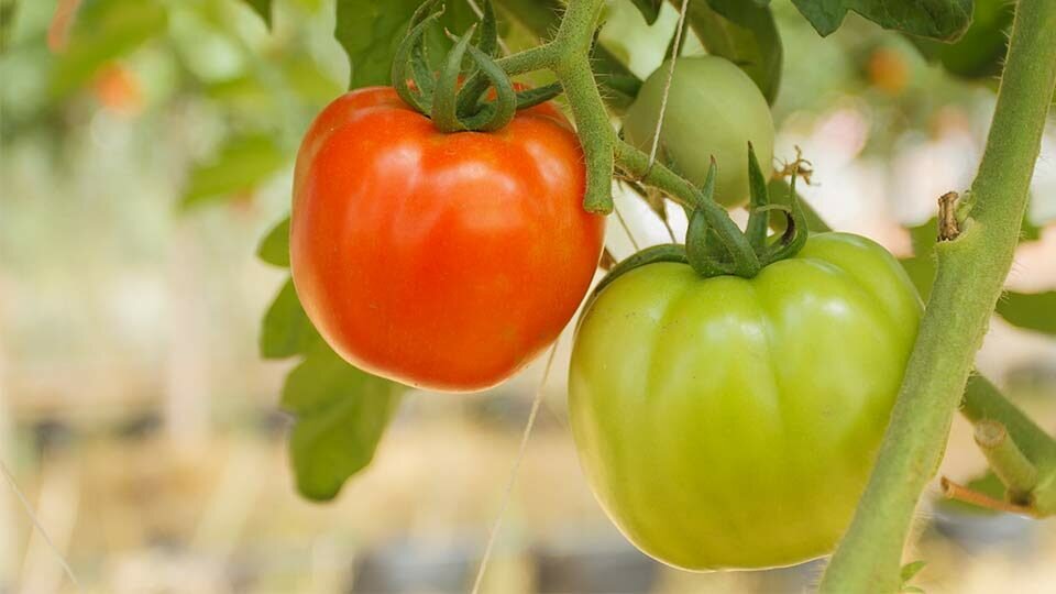 Томат Настенька. Фото: shutterstock.com