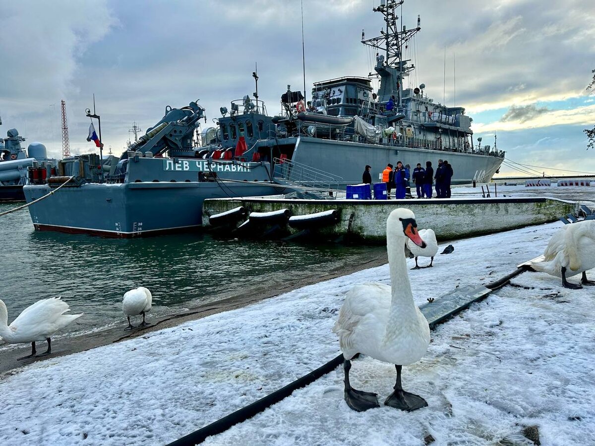 Четвероногих артистов доставляють по морю в Балтийск.  Фото: Фото: ФедералПресс / Алена Людвиг