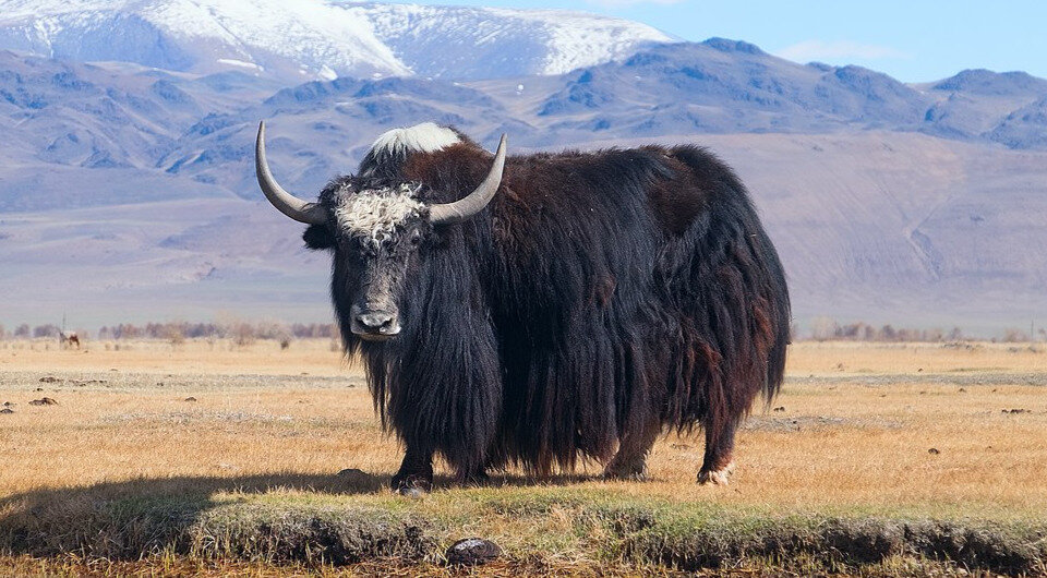   Alexandr frolov / Wikimedia Commons / CC BY-SA 4.0