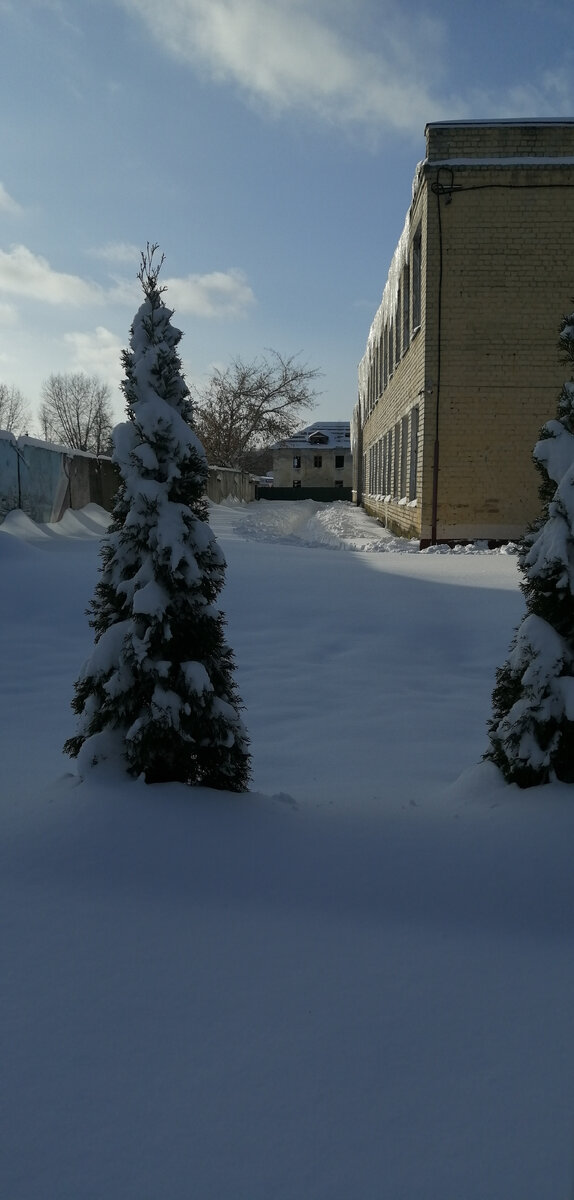 Приучаем туйи к северному климату