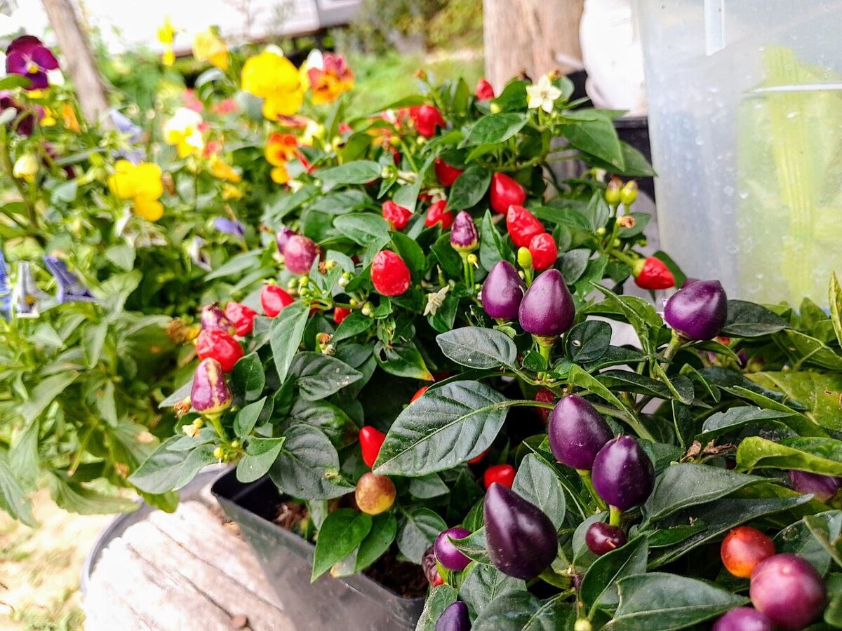 На первом план Мексиканец, за ним Пятицвет