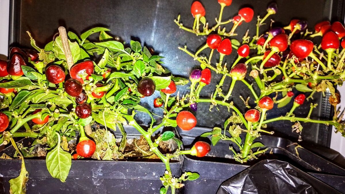 Здесь это видны следы трагедии - слева Мексиканец, справа Пятицвет