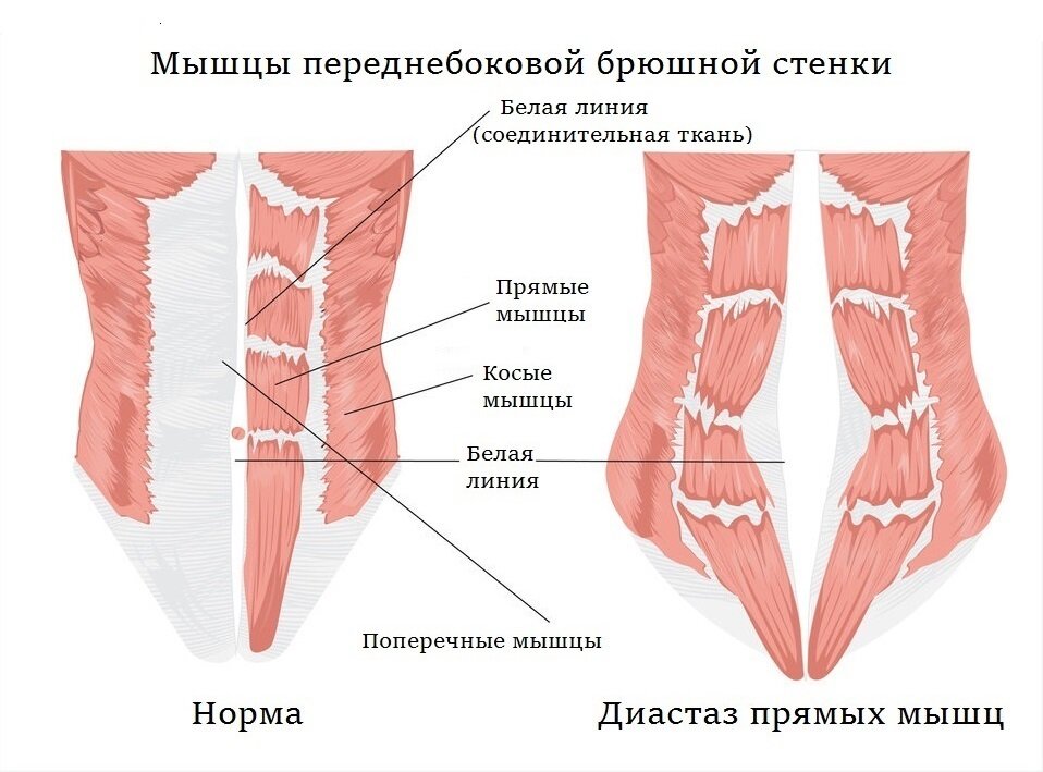 Фото с сайта fitness-pro