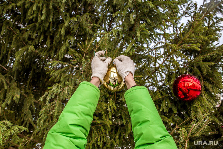    На живой елке не должно быть плесени и пятен