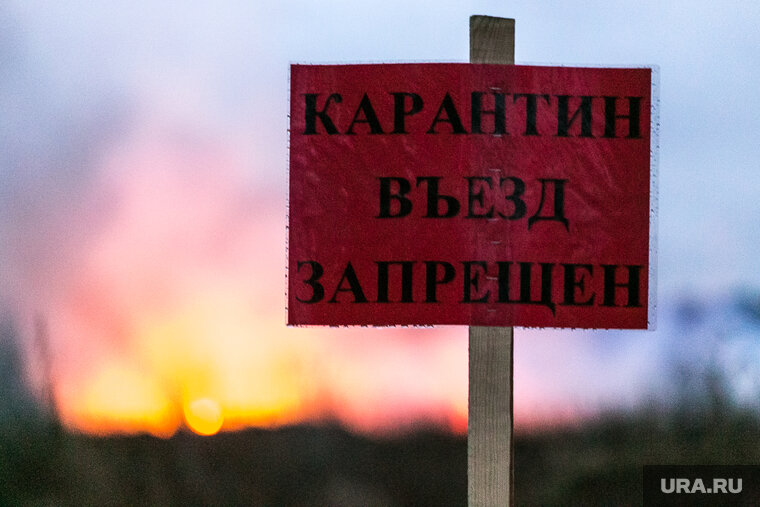    Карантин действует в селе Медведево с 15 декабря