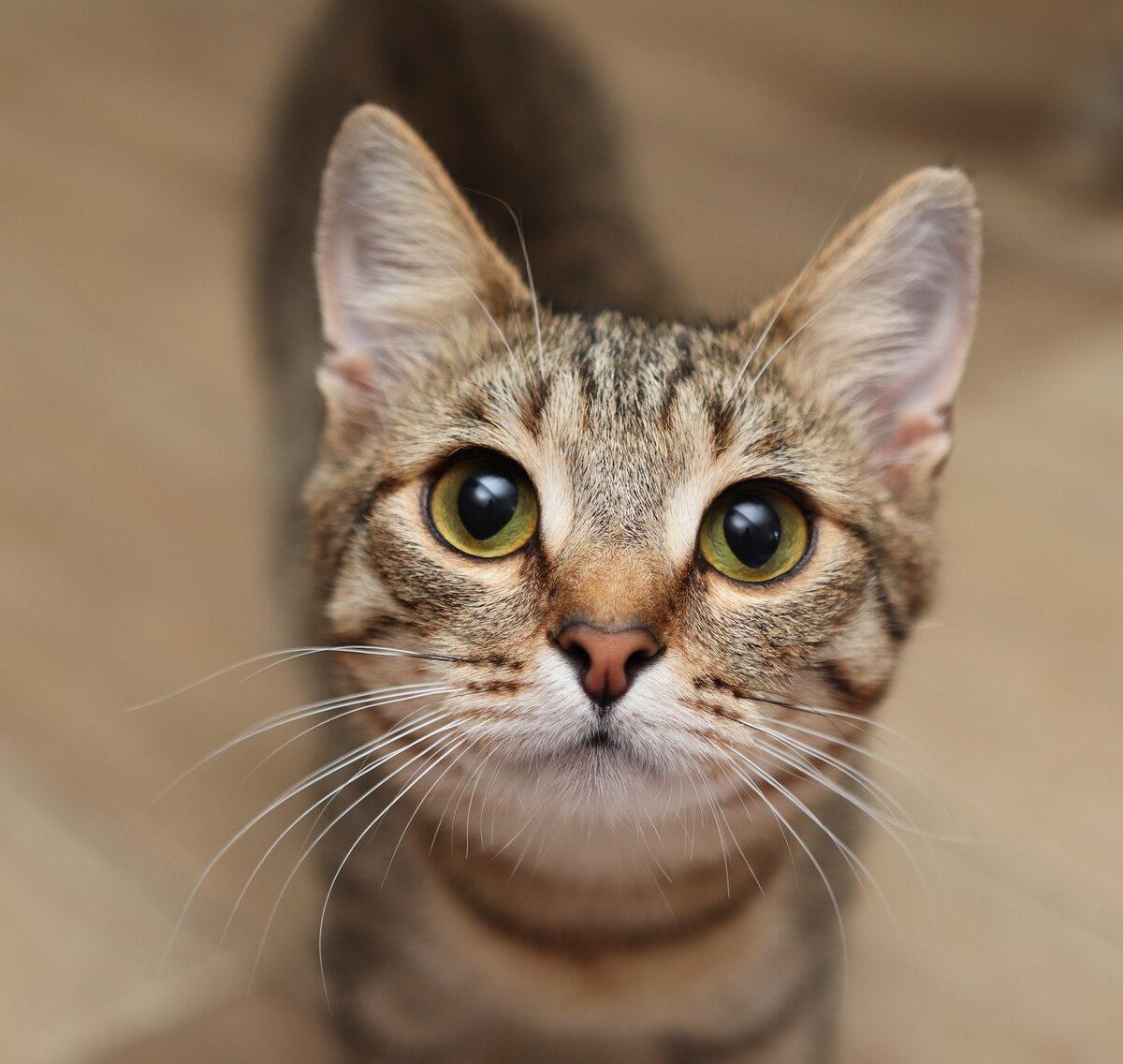 Долька-Мурка