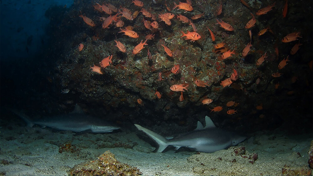     Фото: Sea Change Project