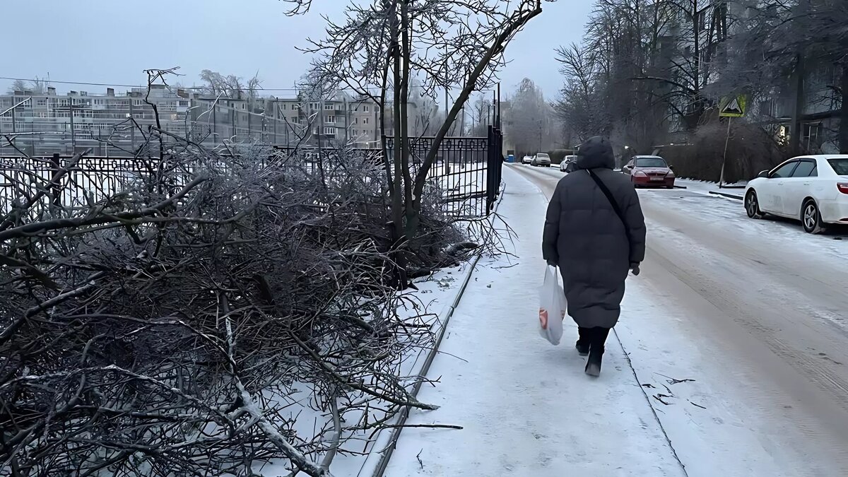 Жителей Ростова-на-Дону предупредили о массовом падении обледеневших  деревьев | RostovGazeta.ru | Дзен