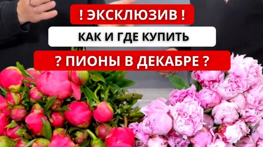 🔥 ЭКСКЛЮЗИВ: ПИОНЫ В ДЕКАБРЕ! Чилийские пионы: сорта, качество, цена. Как купить пионы в декабре?