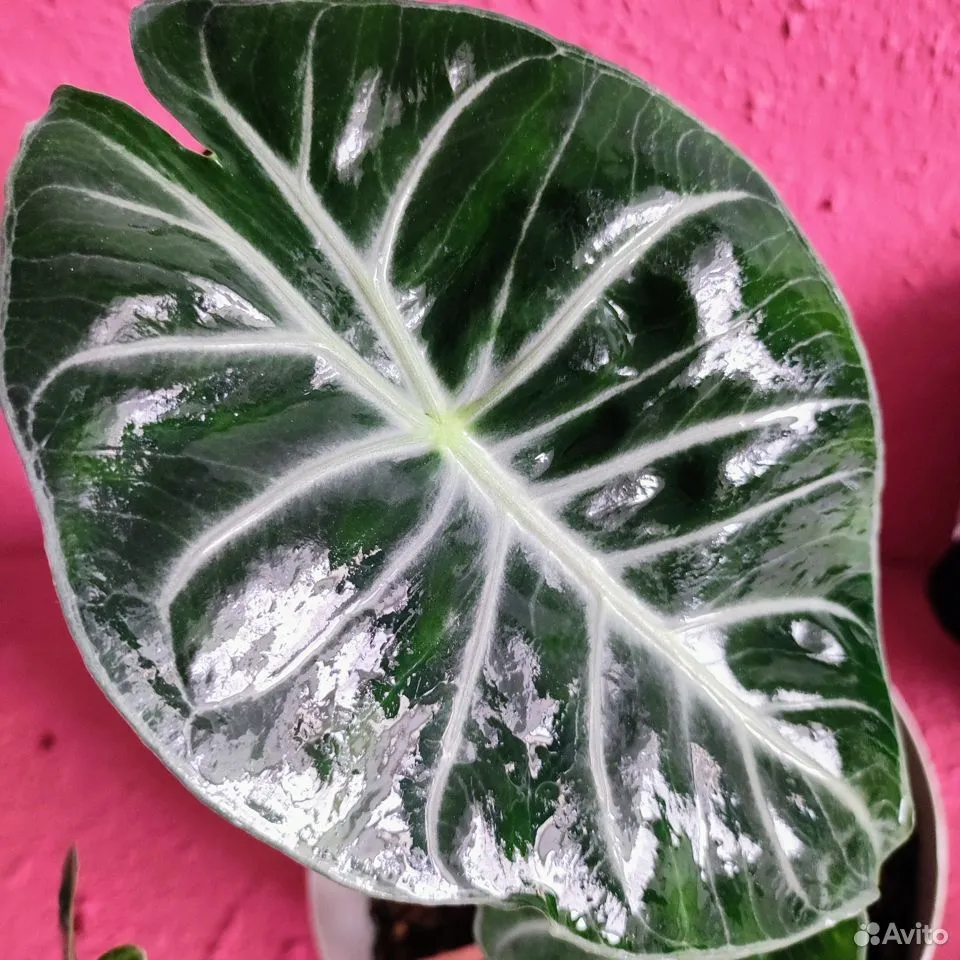 Материнское растение