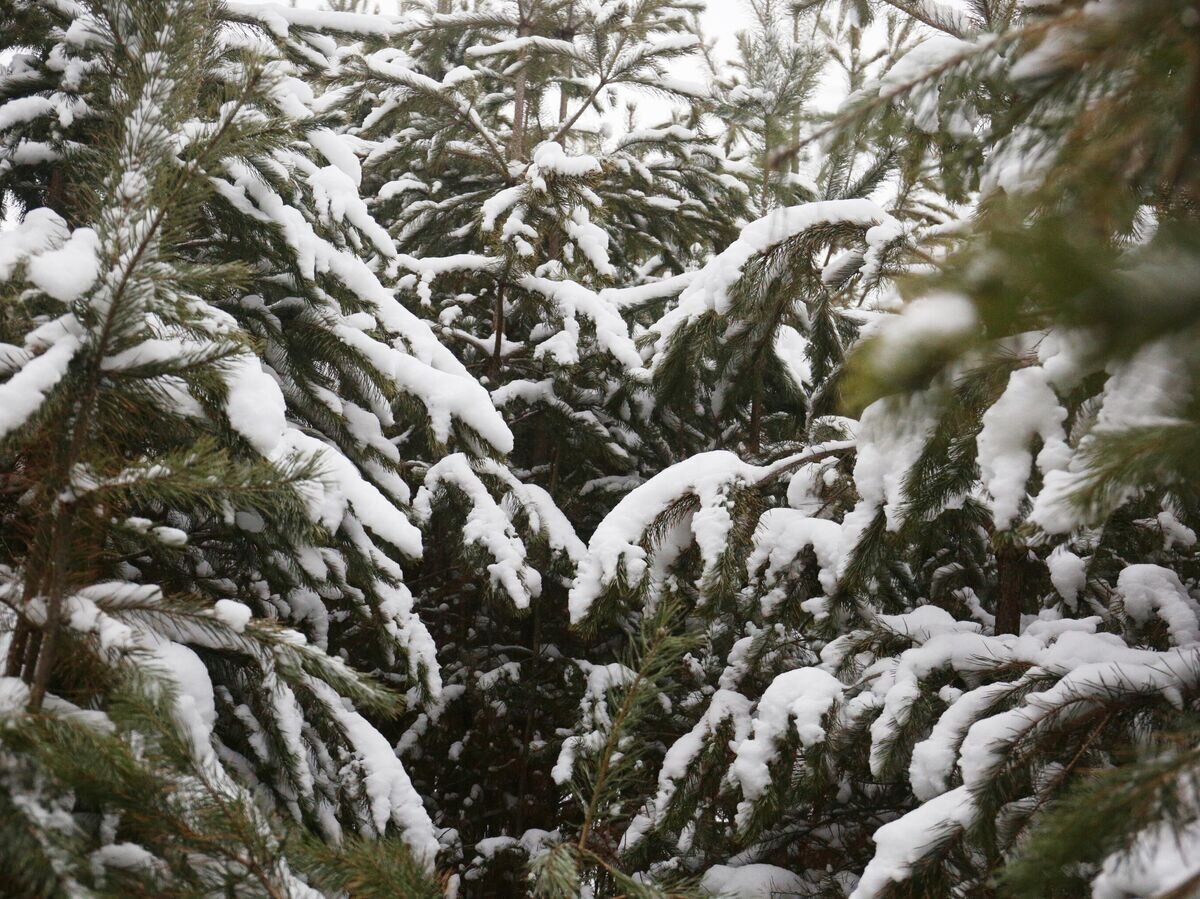    Ёлки на территории Бердского лесхоза© РИА Новости / Ростислав Нетисов