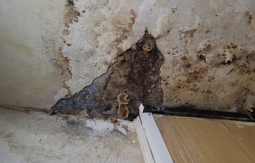    На кухне и в ванной можно пособирать грибы. Фото: АиФ - Тюмень/ Екатерина Скудина