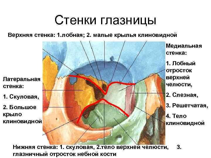 Зрительный канал латынь. Стенки глазницы топографическая анатомия. Костные стенки глазницы анатомия. Топография черепа глазница. Кость черепа образующая заднюю стенку глазницы.