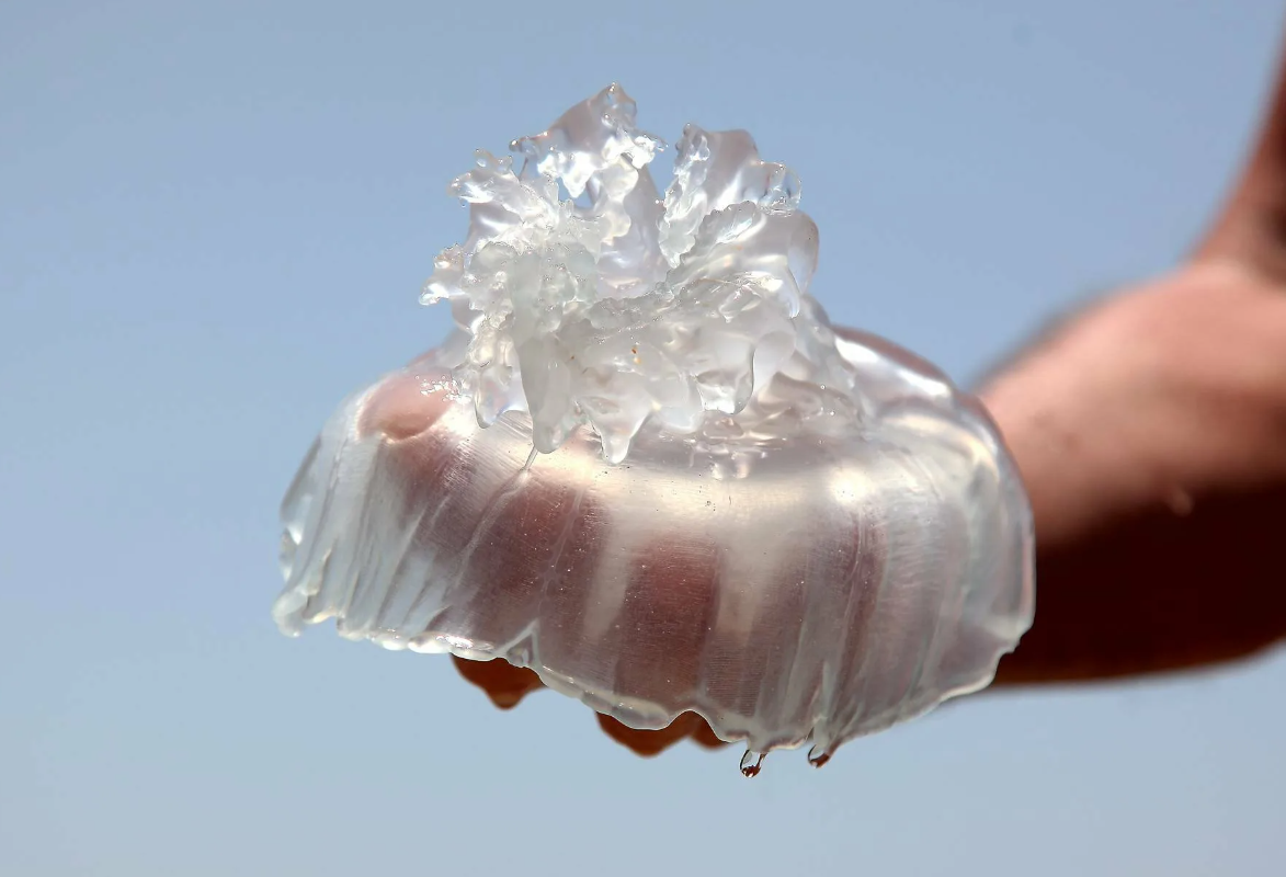 съедобные медузы