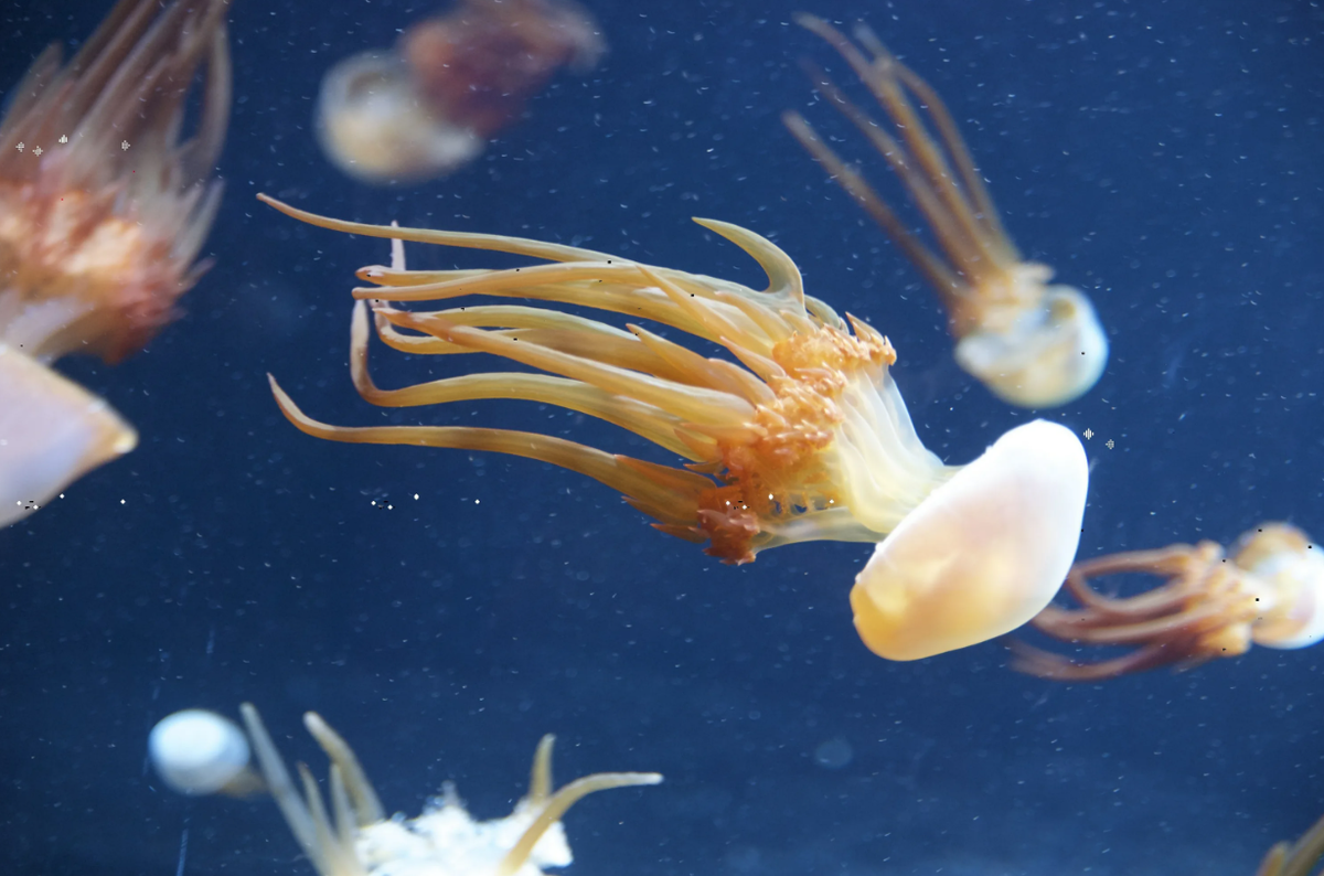 Ропилема медуза. Rhopilema esculentum. Ропилема съедобная (Rhopilema esculenta). Ропилема Кишечнополостные.