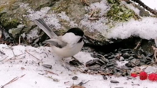 Расслабляющее видео с птичками в лесу 🌲🐦