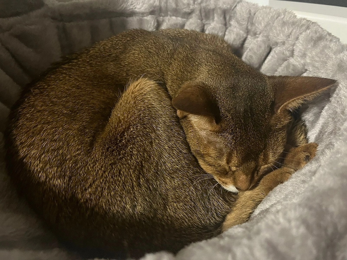 На фото наша недавняя выпускница Миндис. «Вы не представляете как сильно мы благодарны всему коллективу за возможность обрести полноценного и любимого члена семьи, а для Минди - ее дом и новую счастливую жизнь!» ❤️