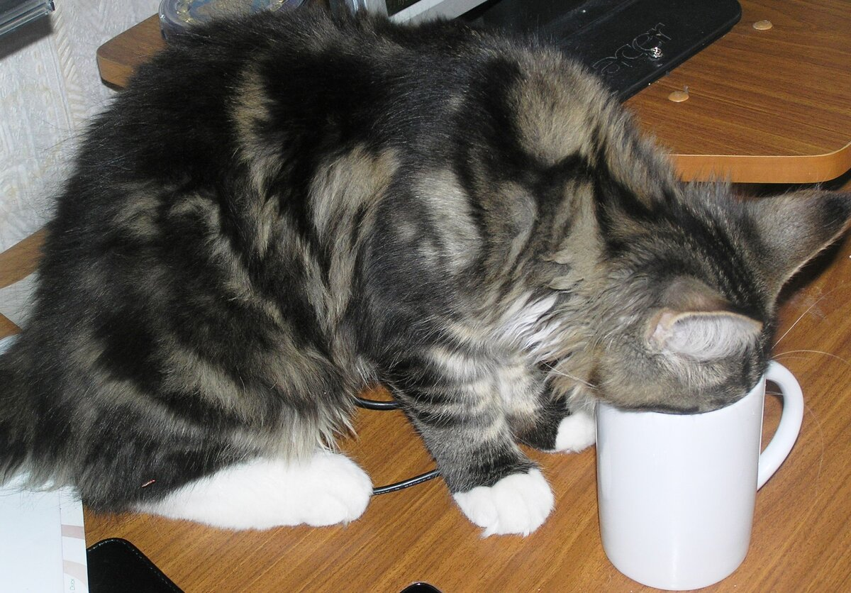 Сколько кошек можно засунуть в коробку. Кот залез в кружку. Чашка морда кота. Кот кота мордой в чашку. Кот мордой в миске.