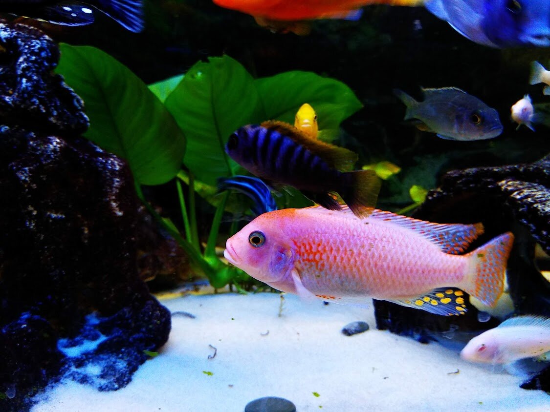 Псевдотрофеус зебра рэд